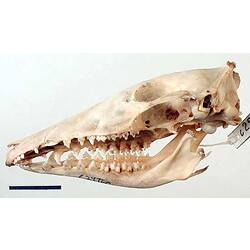 Lateral view of bandicoot skull with scale bar.