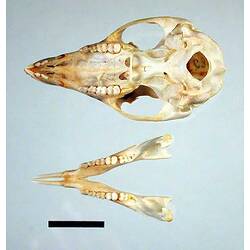 Potoroo skull and lower jaw, inner surfaces visible.