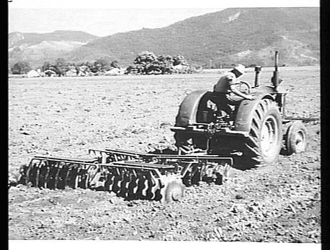 A 28 DISC `SUNTRAC' HARROW WITH `102' SENIOR TRACTOR WORKING ON THE SUGAR FARM OF MR. A. WRIGHT, CAIRNS, QLD.: AUGUST 1953