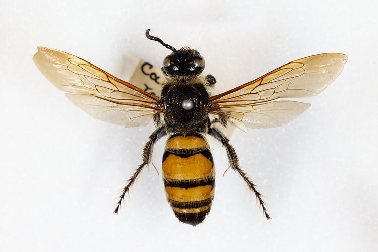 <em>Radumeris tasmaniensis</em>, Yellow Hairy Flower Wasp. [HYM 99007]