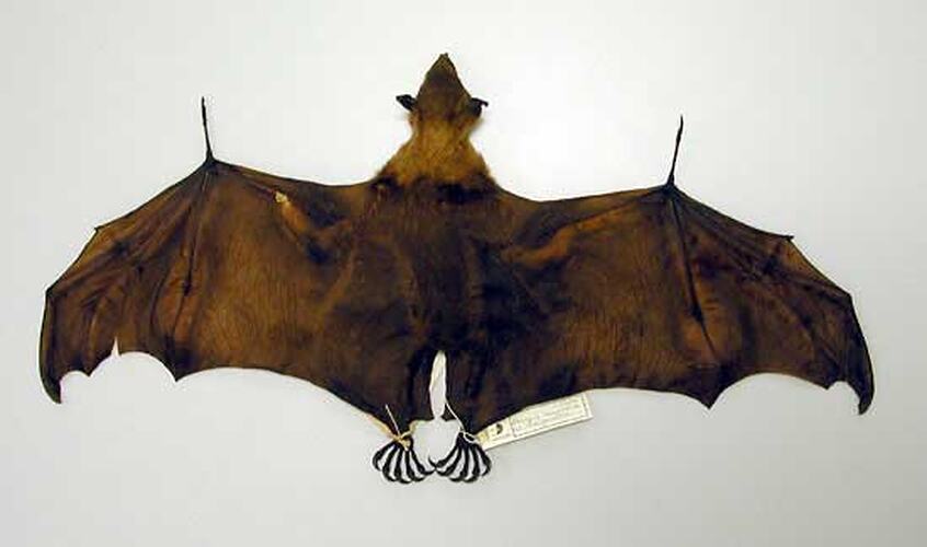 Dorsal view of spirit preserved flying-fox specimen, wings outsrteched.