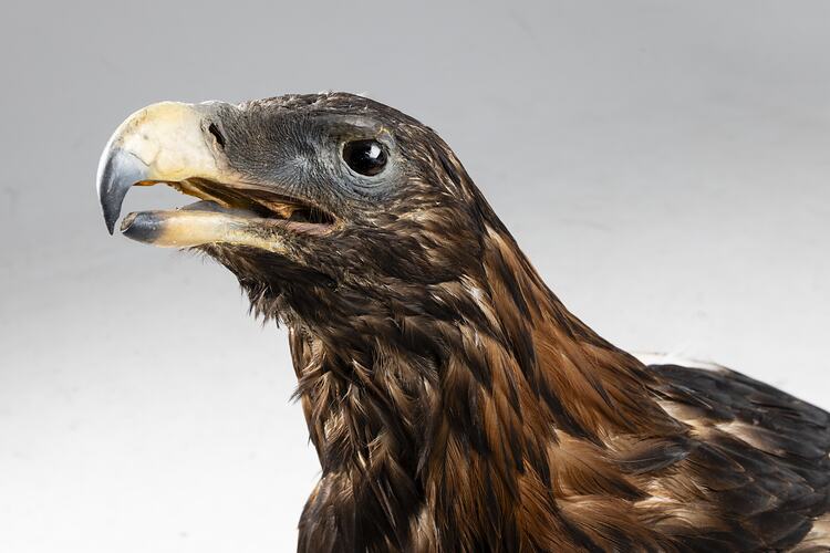 <em>Aquila audax audax</em>, Wedge-tailed Eagle. [B 21635]