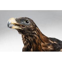 Our Wondrous Planet, Our Wild Family: Taxidermy Mount - Wedge-tailed Eagle, <em>Aquila audax audax</em>