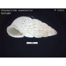 <em>Chrysallida consimilis</em>, marine snail.  Syntype.  R.F. Geale Collection.  Registration no. F 31811.