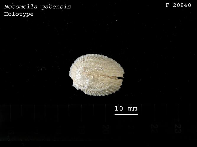 Dorsal view of slit limpet shell.