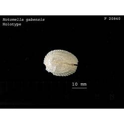 Dorsal view of slit limpet shell.