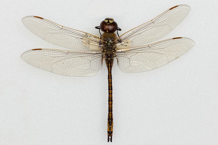 <em>Anax papuensis</em>, Australian Emperor Dragonfly. [ODO 2274]