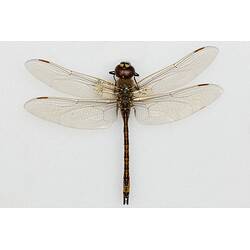 Our Wondrous Planet, Our Wild Family: Dry Specimen - Australian Emperor Dragonfly, <em>Anax papuensis</em> (Burmeister, 1839)