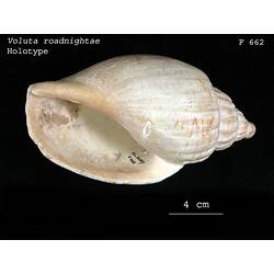 <em>Voluta roadnightae</em>, volute snail.  Holotype.  Registration no. F 662.
