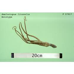 <em>Ameloctopus litoralis</em>, octopus.  Holotype.  Registration no. F 57917.