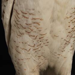 <em>Nyctea scandiaca</em>, Snowy Owl. [B 21611]