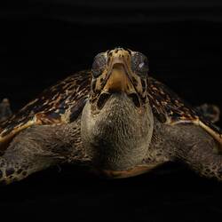 <em>Eretmochelys imbricata</em>, Hawksbill Turtle. [D 74541]