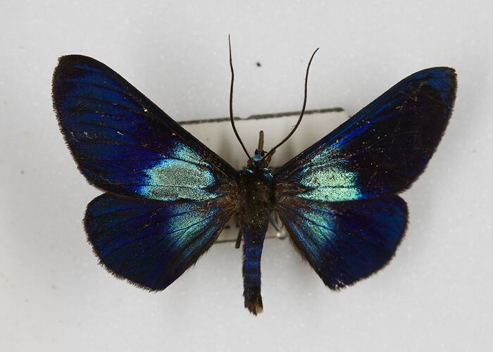 Family Geometridae, geometrid moth. [HET 51365]