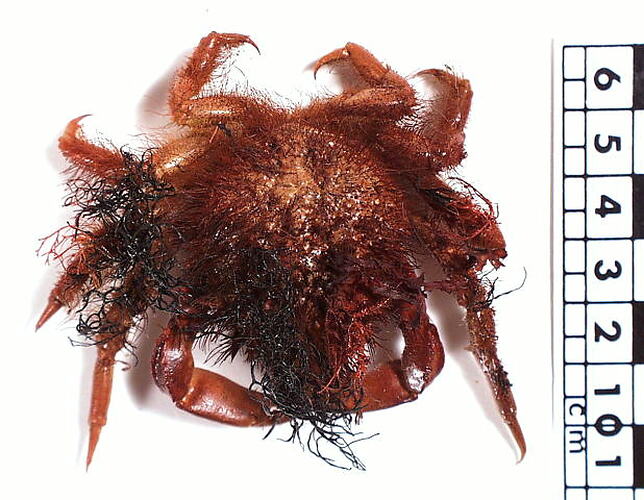 Dorsal view of seaweed crab beside scale bar.
