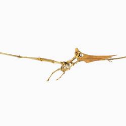 Articulated cast of a Pteranodon skeleton posed as if in flight.