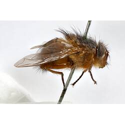 Lateral view of pinned blowlfy specimen.