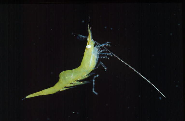 Lateral view of shrimp specimen.