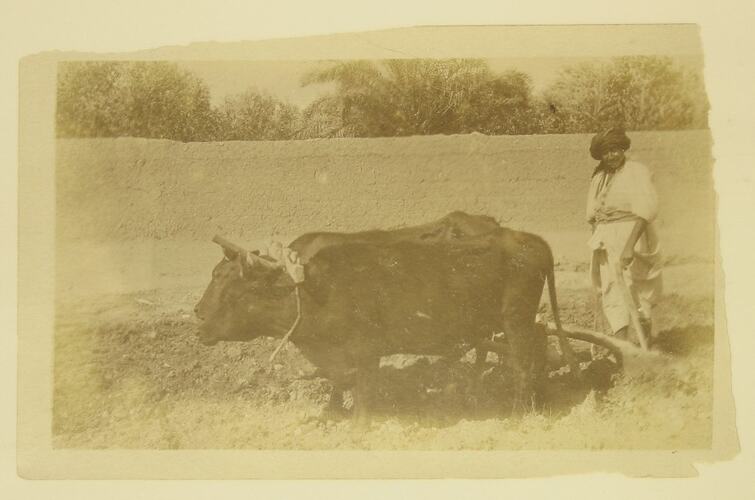 man, and two bullocks ploughing field.
