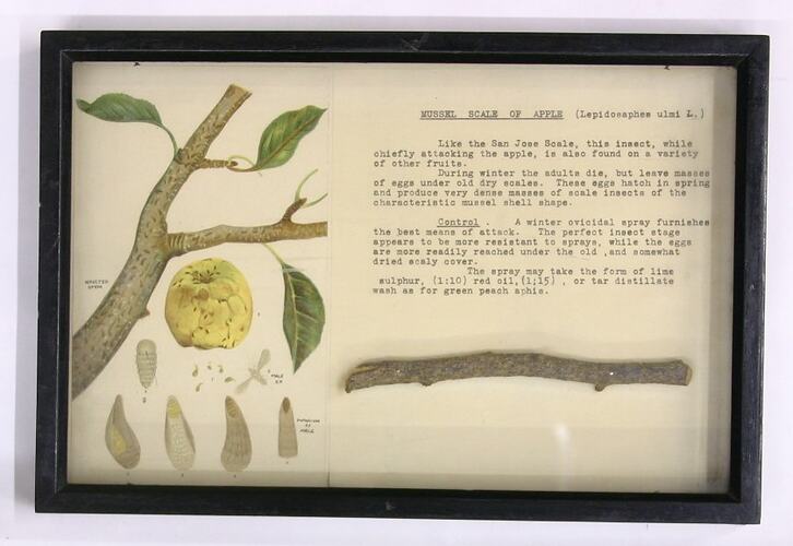 Botanical Specimen Display - Mussel Scale of Apple