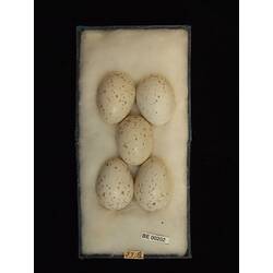 <em>Amaurornis moluccana ruficrissa</em> Gould, 1869