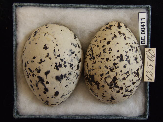 Two bird eggs with specimen labels in box.