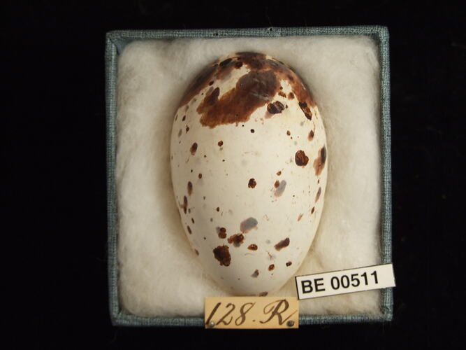Bird egg with specimen labels in box.