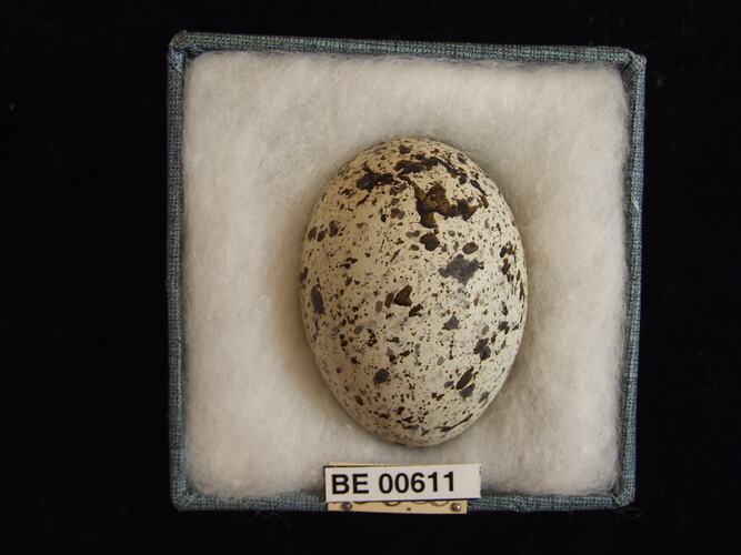 Bird egg with specimen labels in box.