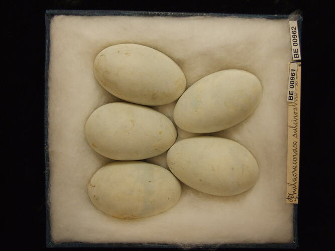Five bird eggs with specimen labels in box.