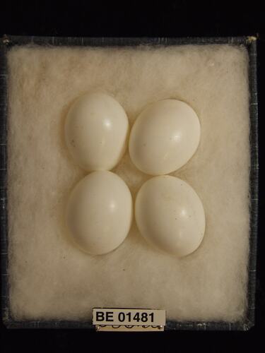 Four bird eggs with specimen labels in box.