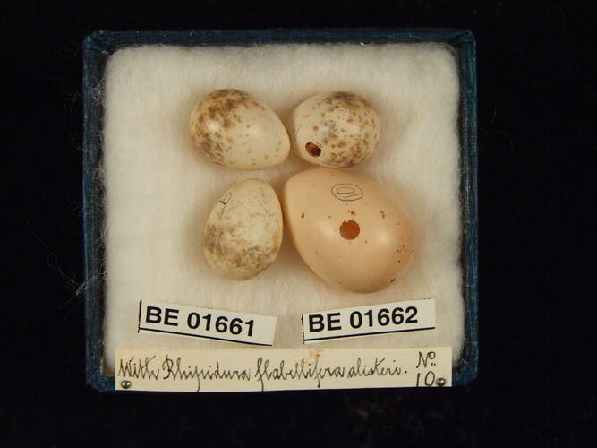 Four bird eggs with specimen labels in box.