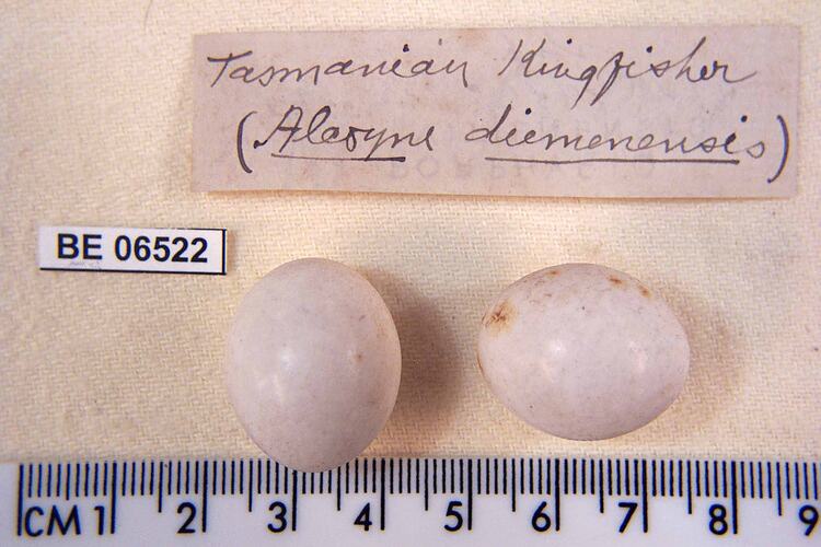 Two bird eggs with specimen labels beside ruler.