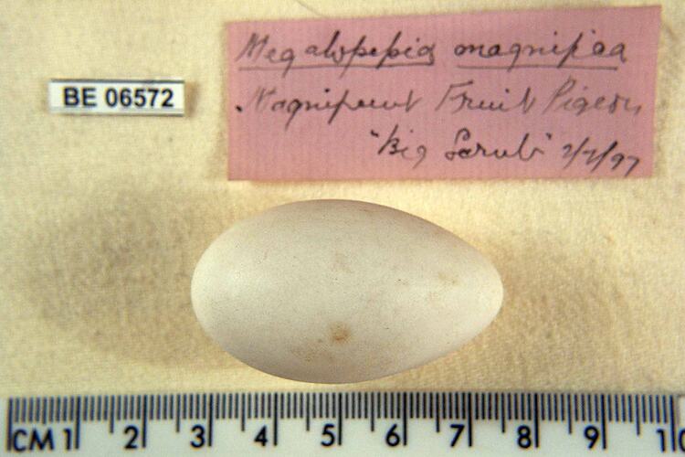 Bird egg with specimen labels beside ruler.