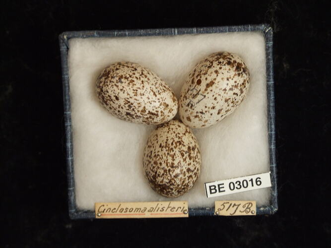 Three bird eggs in box with labels.