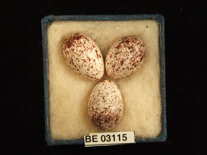 Three bird eggs in box with labels.