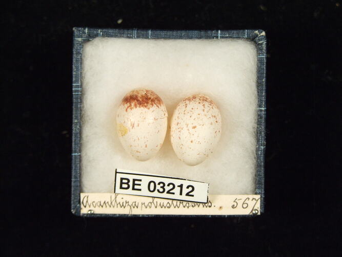 Two bird eggs in box with labels.
