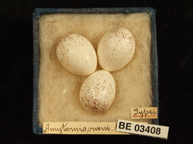Three bird eggs in box with labels.