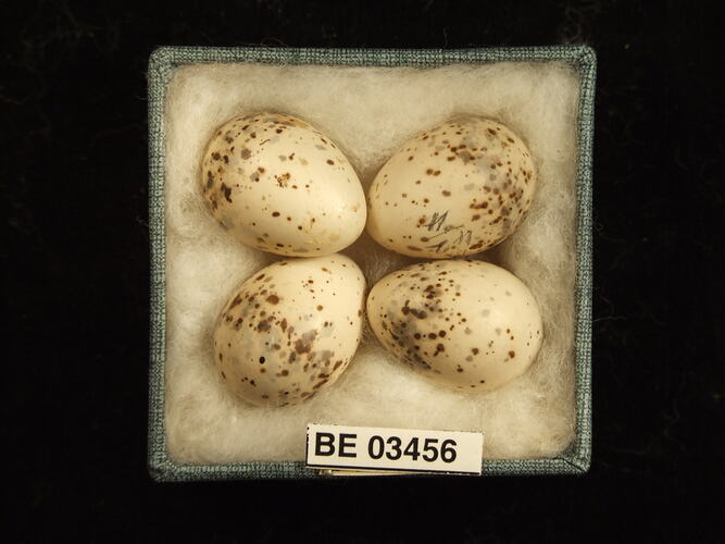 Four bird eggs in box with specimen labels.