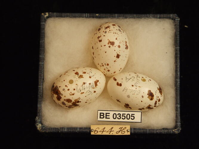 Three bird eggs in box with specimen labels.