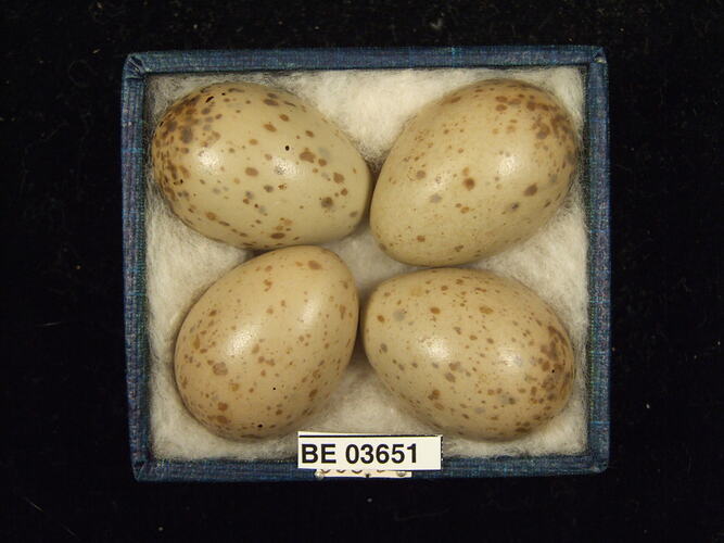 Four bird eggs in box with specimen labels.