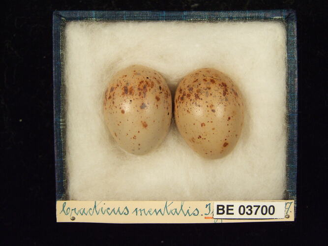 Two bird eggs in box with specimen labels.