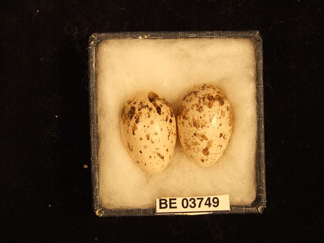 Two bird eggs in box with specimen labels.