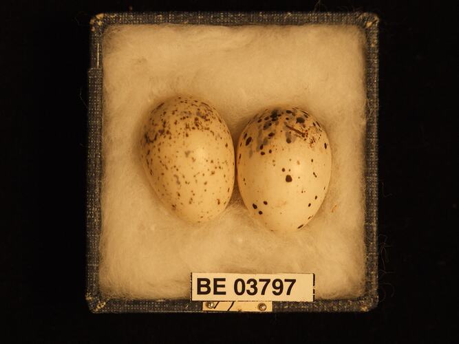 Two bird eggs in box with specimen labels.
