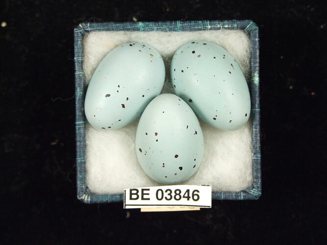 Three bird eggs in box with specimen labels.