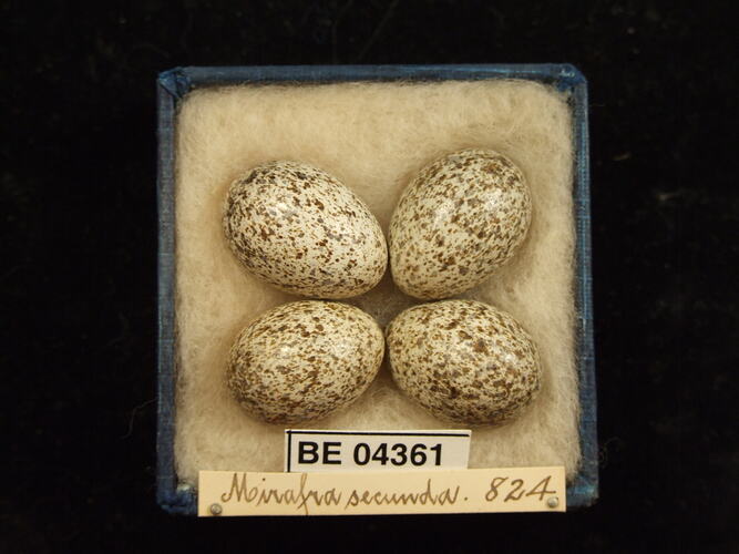 Four bird eggs in box with specimen labels.