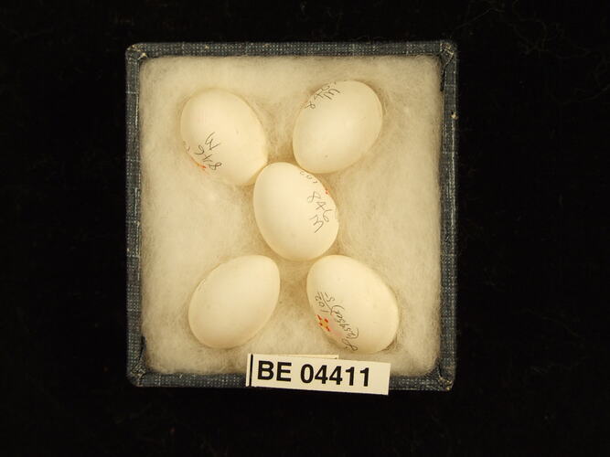 Five bird eggs in box with specimen labels.