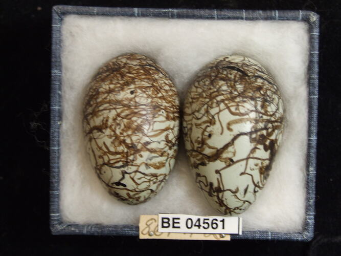 Two bird eggs with specimen labels in box.