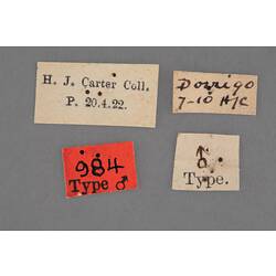 Entomology type specimen labels.