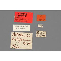 Entomology type specimen labels.