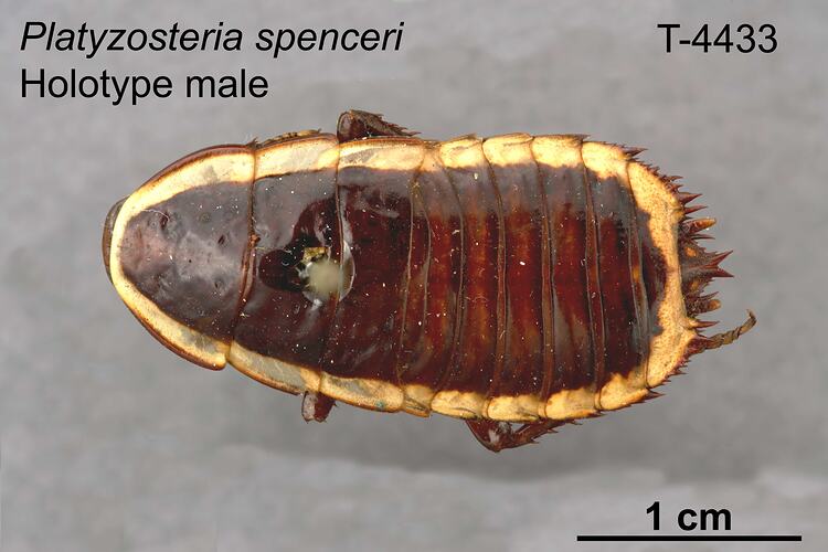 Cockroach specimen, male, dorsal view.
