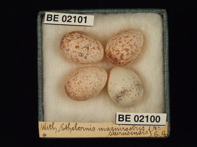 Four bird eggs with specimen labels in box.